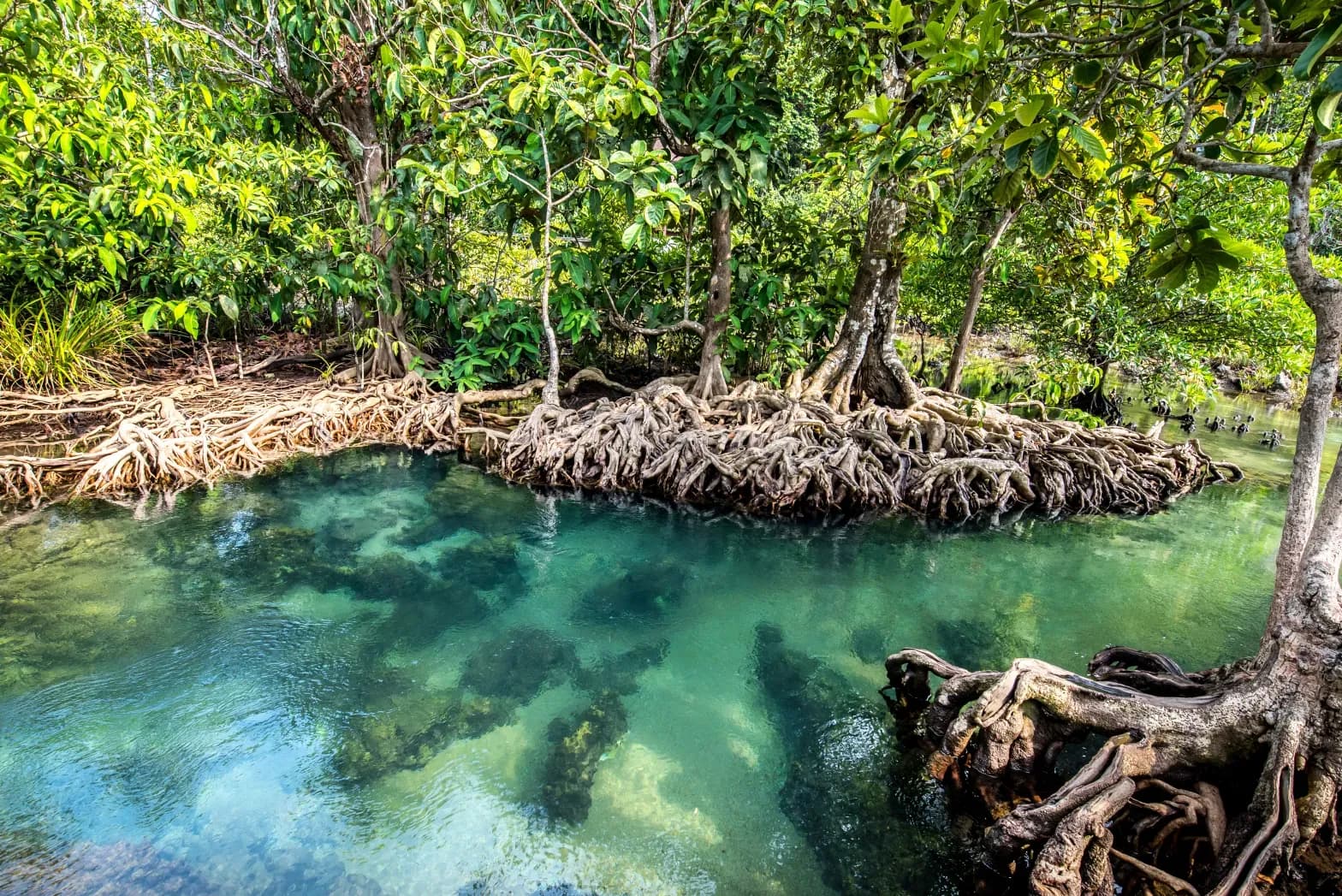 Blue Carbon Ecosystems and the Economic Benefits of Blue Carbon Projects